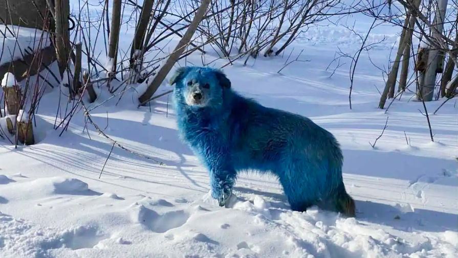 Голубая собака возле завода &laquo;Оргстекло&raquo; в&nbsp;городе Дзержинск Нижегородской области