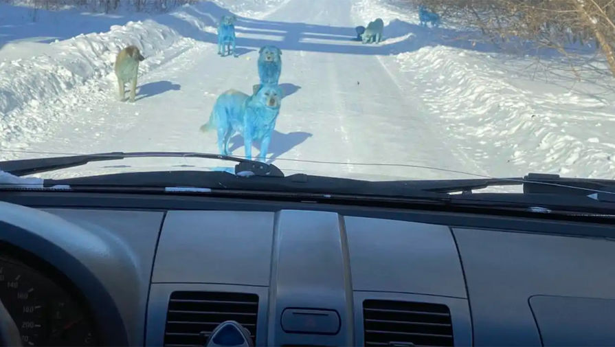 Голубые собаки возле завода &laquo;Оргстекло&raquo; в&nbsp;городе Дзержинск Нижегородской области