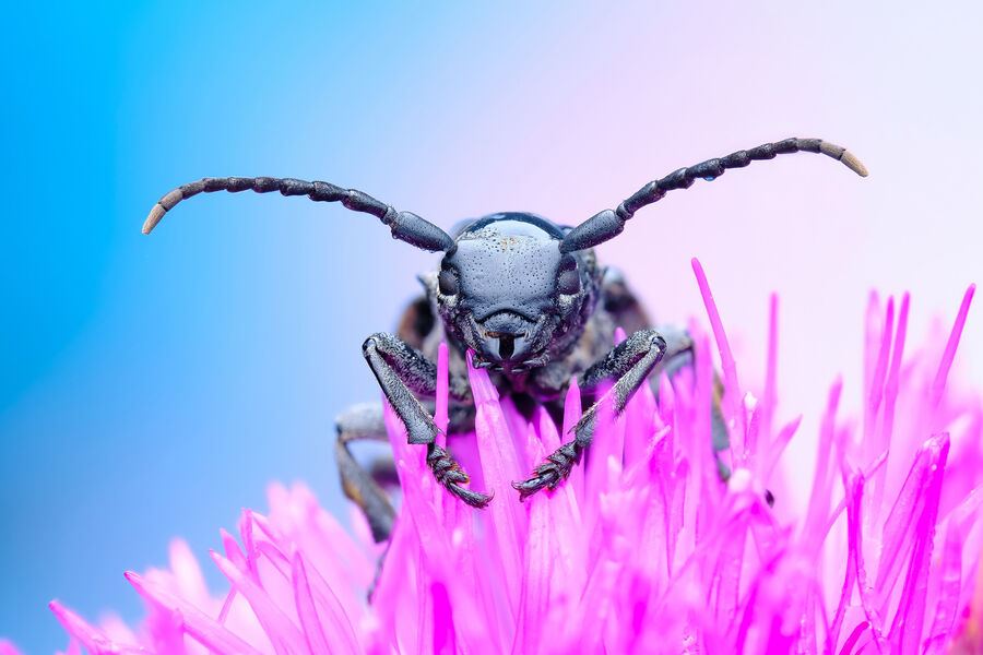 Васильев Роман
<br><br>
<b>Жук-усач (дровосек) (лат. Cerambycidae)</b>