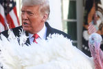 Президент США Дональд Трамп во время церемонии помилования в Белом доме, 24 ноября 2020 года