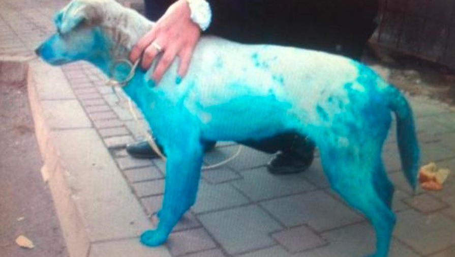 Голубая собака, которую обнаружили в&nbsp;Сербии в&nbsp;2013 году