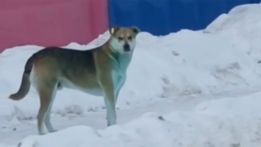 Собака, испачканная краской, которую обнаружили в&nbsp;февраля 2021&nbsp;года в&nbsp;подмосковном Подольске