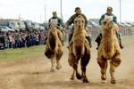 Федор Конюхов (в центре) принимает участие в&nbsp;скачках на&nbsp;верблюдах перед&nbsp;стартом экспедиции &laquo;По следам Великого Шелкового пути&raquo; в&nbsp;калмыцком поселке Цаган-аман (Белые ворота), 2002&nbsp;год
