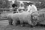 Бараны породы меринос на выставочной площадке на ВДНХ, 1954 год