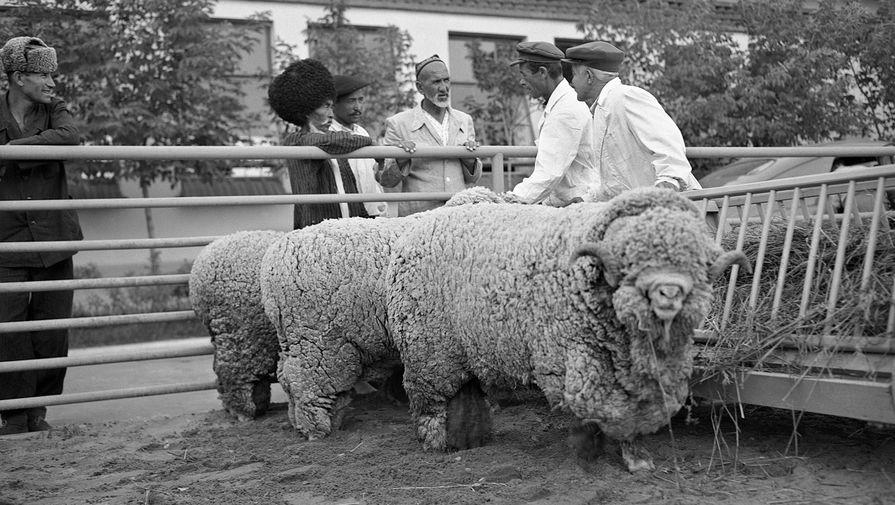 Бараны породы меринос на&nbsp;выставочной площадке на&nbsp;ВДНХ, 1954 год