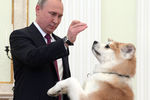 Владимир Путин с собакой по кличке Юмэ породы акита-ину, подаренной в 2012 году губернатором префектуры Акита Норихисом Сатакэ, 2016 год