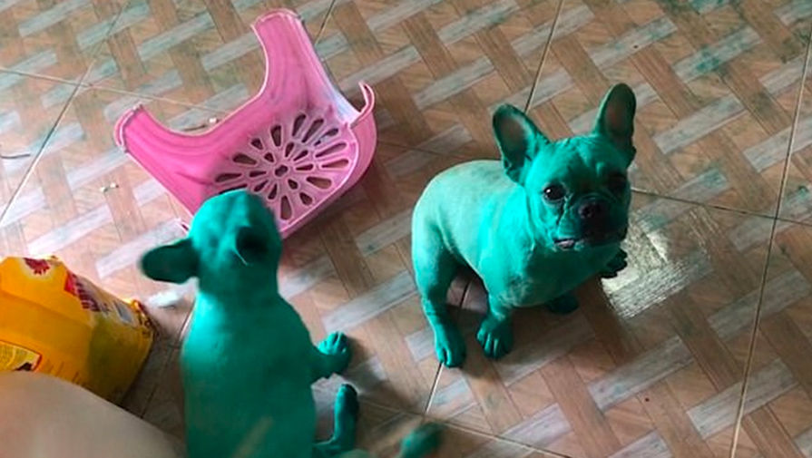 Извалявшиеся в&nbsp;пищевом красители бульдоги из&nbsp;Таиланда, 2019&nbsp;год. Хозяйка рассказала, что собаки не пострадали, но их долго пришлось отмывать