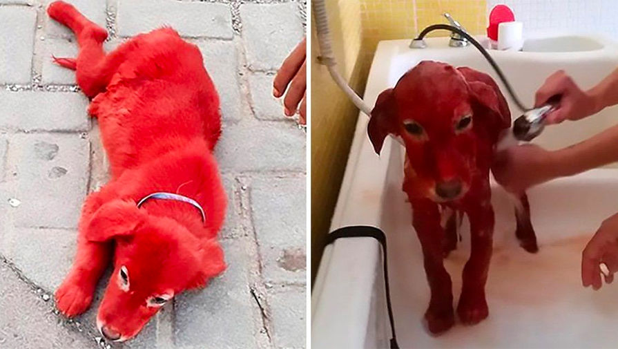 В&nbsp;греческом городе Схиматари в&nbsp;2018 году щенка покрасили в&nbsp;красный цвет, чтобы продать дороже из-за необычной «окраски»