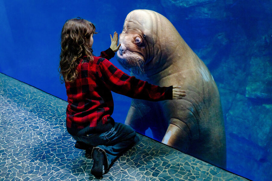 День моржа в&nbsp;Приморском океанариуме, Владивосток, 24&nbsp;ноября 2025&nbsp;года