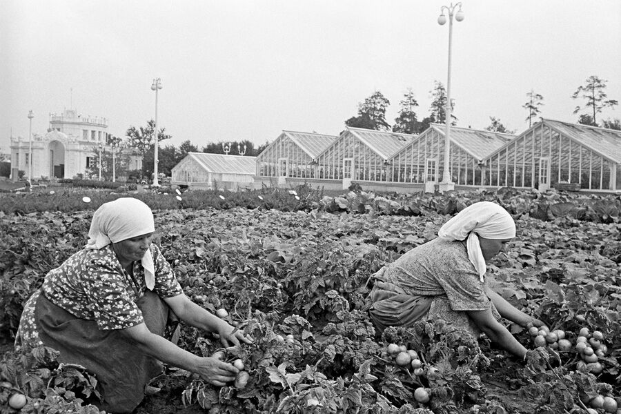 Выращивание томатов на&nbsp;участке открытого грунта на&nbsp;ВДНХ, 1939&nbsp;год