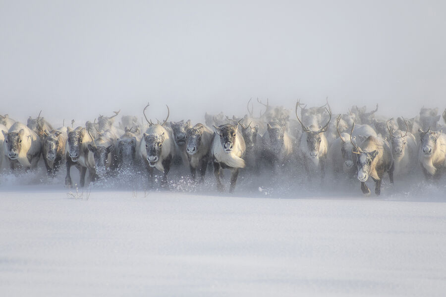 Чазов Александр
<br><br>
<b>Странники Севера</b>