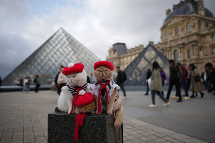Кошки, одетые в&nbsp;типичные французские наряды, во внутреннем дворе Лувра, Париж, 27&nbsp;октября 2025&nbsp;года