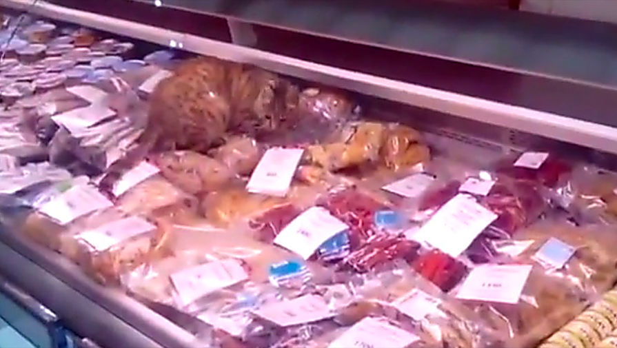 Кошка Матроскина, съевшая морепродуктов на&nbsp;60 тысяч рублей в&nbsp;аэропорту Владивостока
