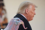 Президент США Дональд Трамп во время церемонии помилования в Белом доме, 24 ноября 2020 года