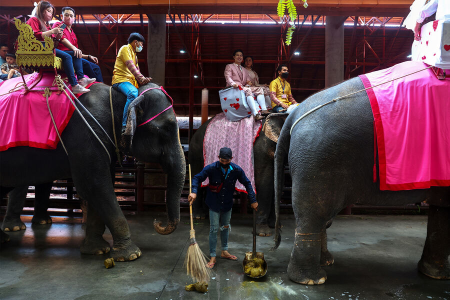 Пары катаются на&nbsp;слонах во время празднования Дня святого Валентина в&nbsp;тропическом саду Нонг Нуч в&nbsp;провинции Чонбури, Таиланд, 14&nbsp;февраля 2023&nbsp;года
